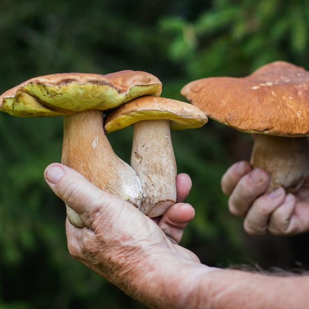 Maltempo, Coldiretti, con pioggia non solo danni, +50% funghi