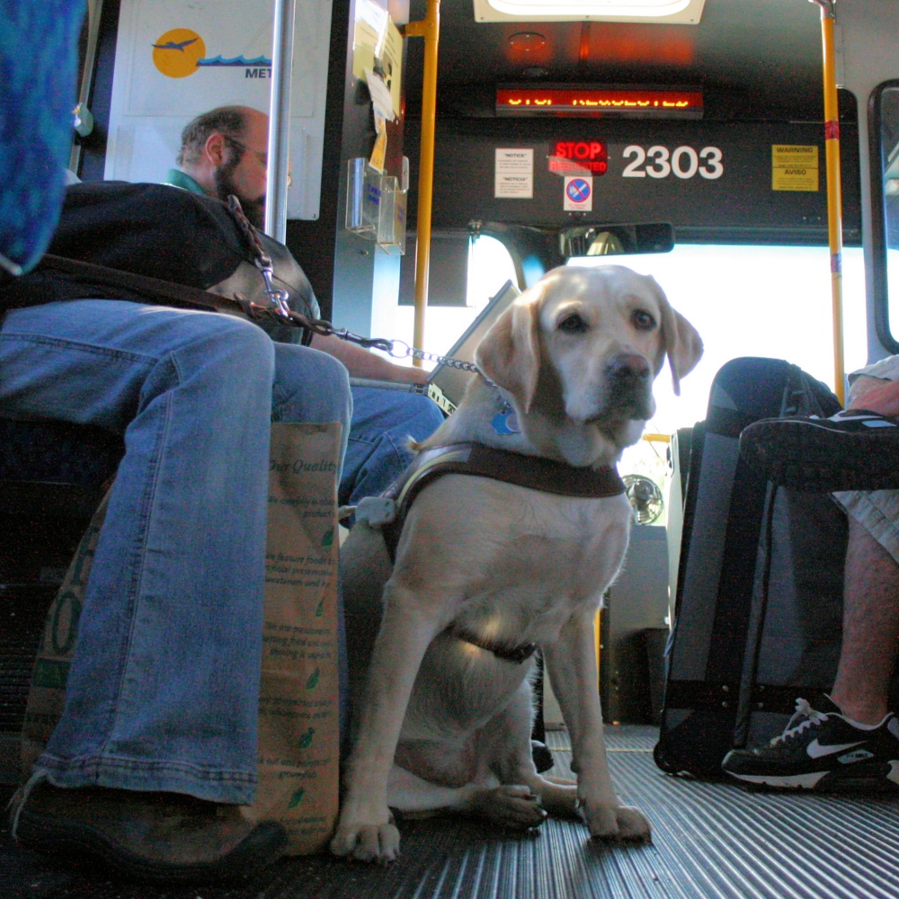Milano, autobus e tram saranno gratis per cani e gatti