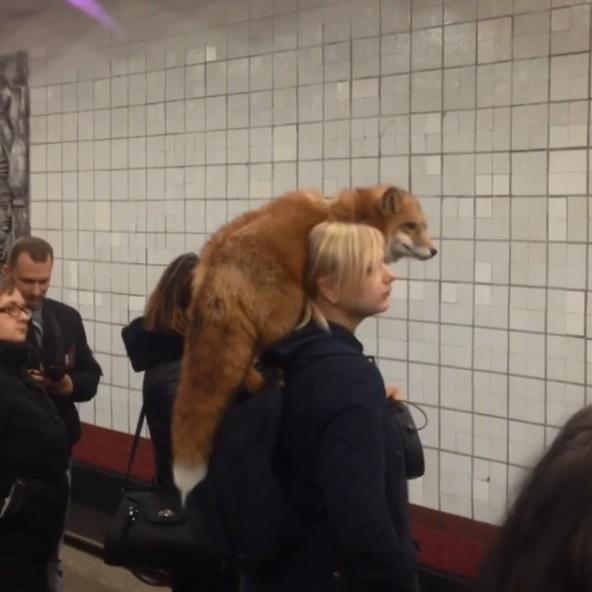 Mosca, aspetta il metrò con la volpe appollaiata in spalla