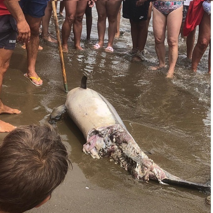 Muore altro delfino in Toscana, è il 37esimo da inizio anno