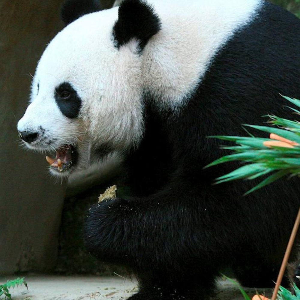 Muore panda nello zoo in Thailandia, aperta inchiesta in Cina