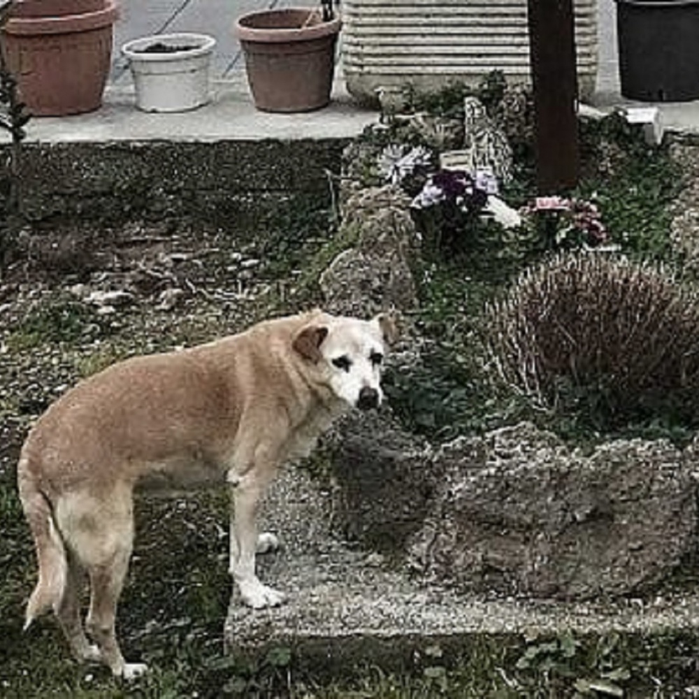 Nicoletta, la cagnolina che veglia da 10 anni la tomba del padrone