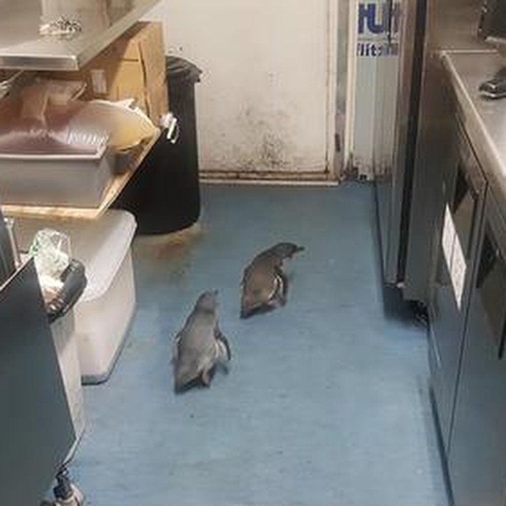 Nuova Zelanda, due pinguini blu entrano al sushi bar