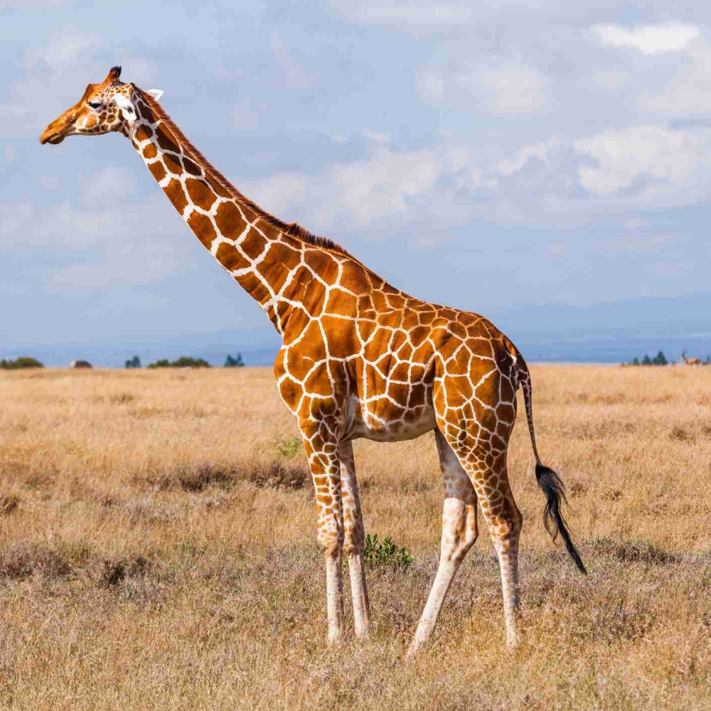 Oggi è la Giornata Mondiale dedicata alla giraffa