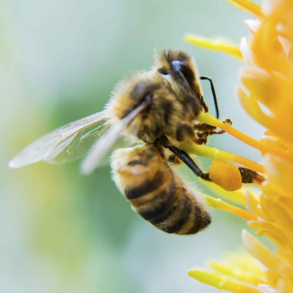 Oggi è la Giornata mondiale delle api, tutelare biodiversità