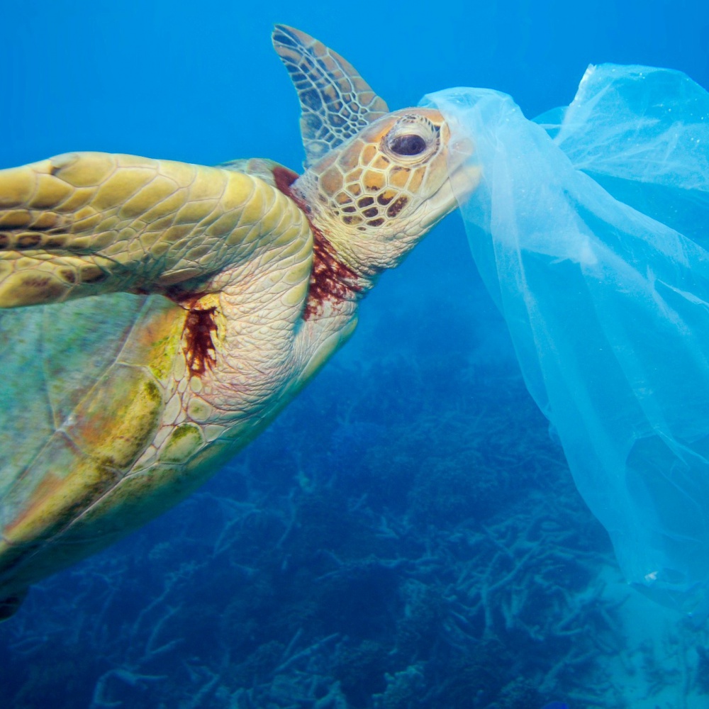 Oggi si celebra la giornata mondiale degli oceani