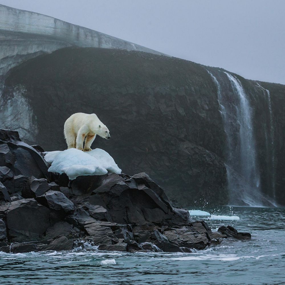 Unesco, allarme per un milione di specie a rischio estinzione