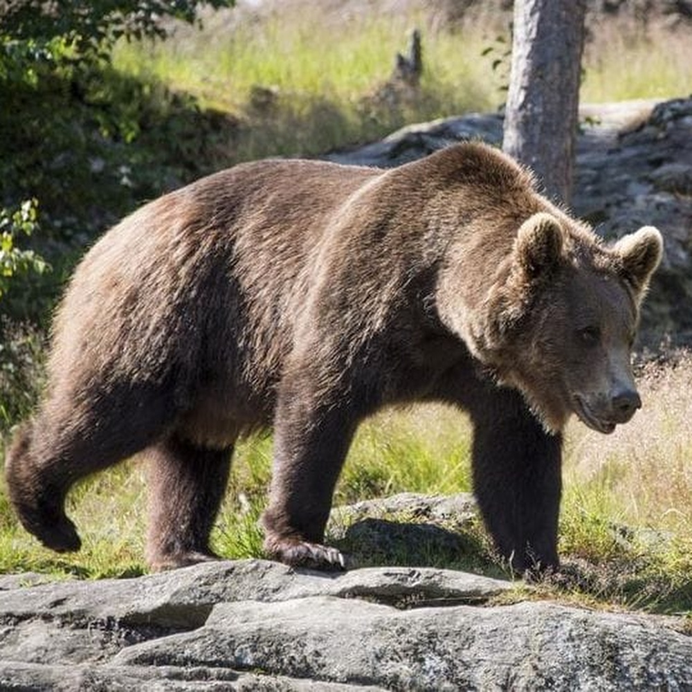 Orso M49 rinchiuso in un recinto riesce a scappare