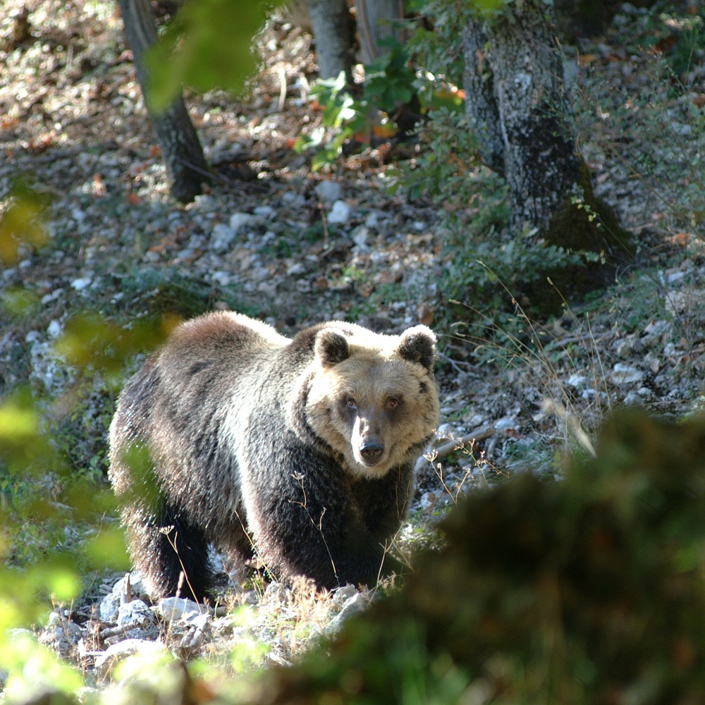 Orso marsicano in giro per Anversa degli Abruzzi