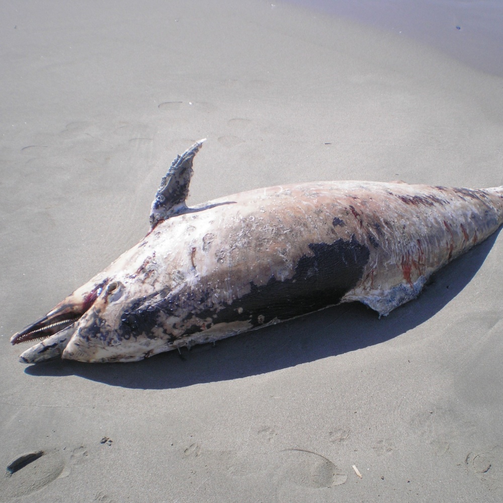Ostia, trovato morto un delfino, tra le cause il morbillivirus