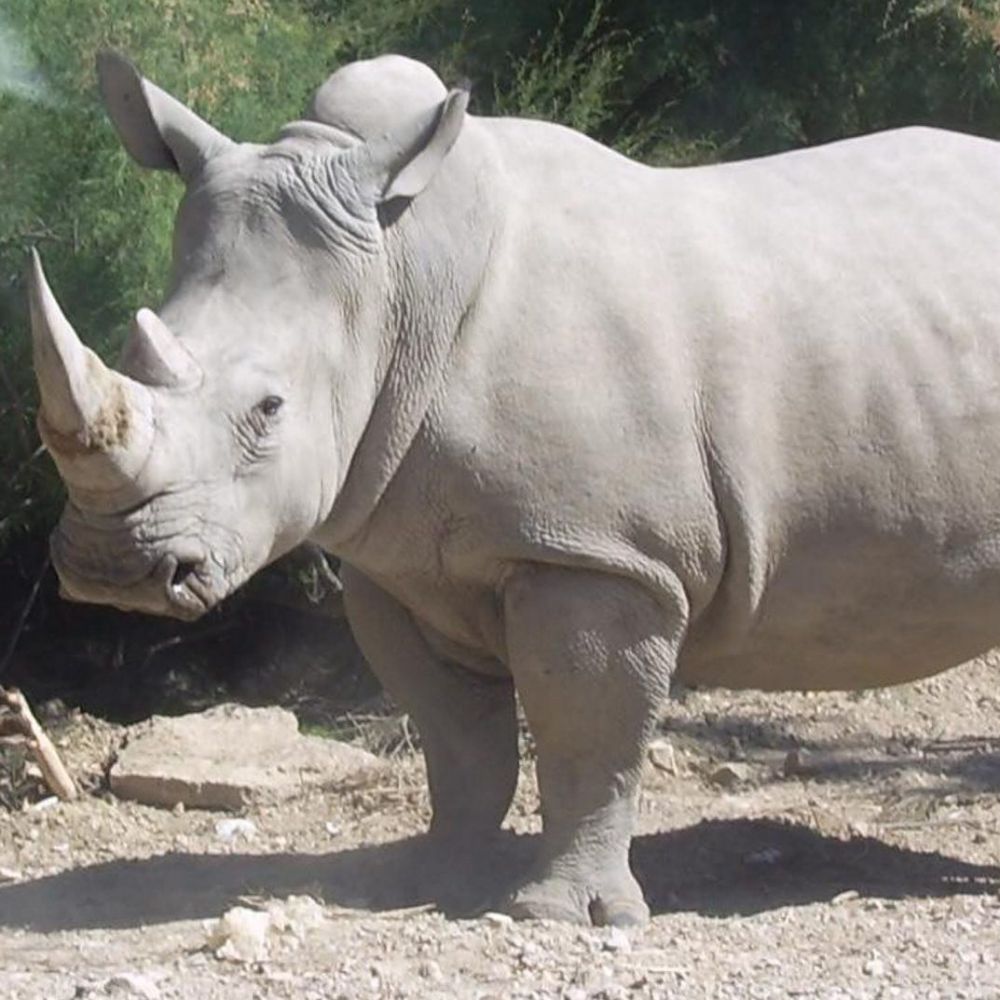 Passo decisivo per salvare i due ultimi rinoceronti bianchi