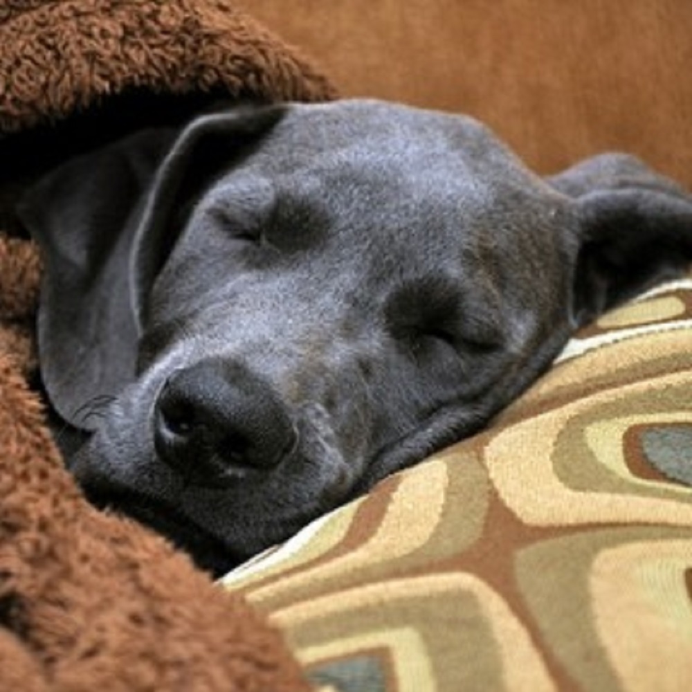 Per dormire meglio le donne preferiscono i cani al partner