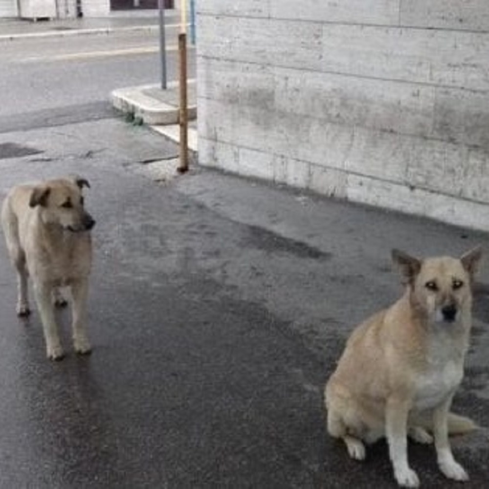 Andria, il padrone è in ospedale, i suoi cani lo aspettano sulla strada