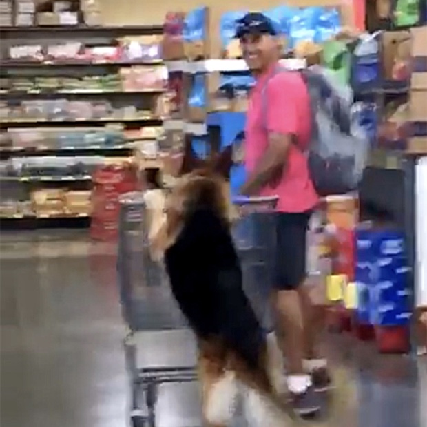 Quando il cane aiuta a fare la spesa…