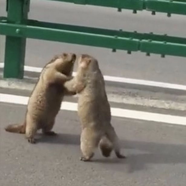 Quando la strada si trasforma in un ring per marmotte