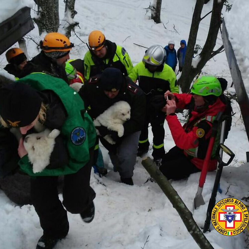 Rigopiano, ritrovati vivi i tre cuccioli 