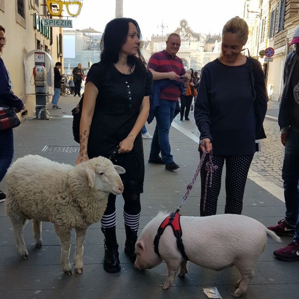 Roma, pecora e maiale su autobus 170, il video è virale