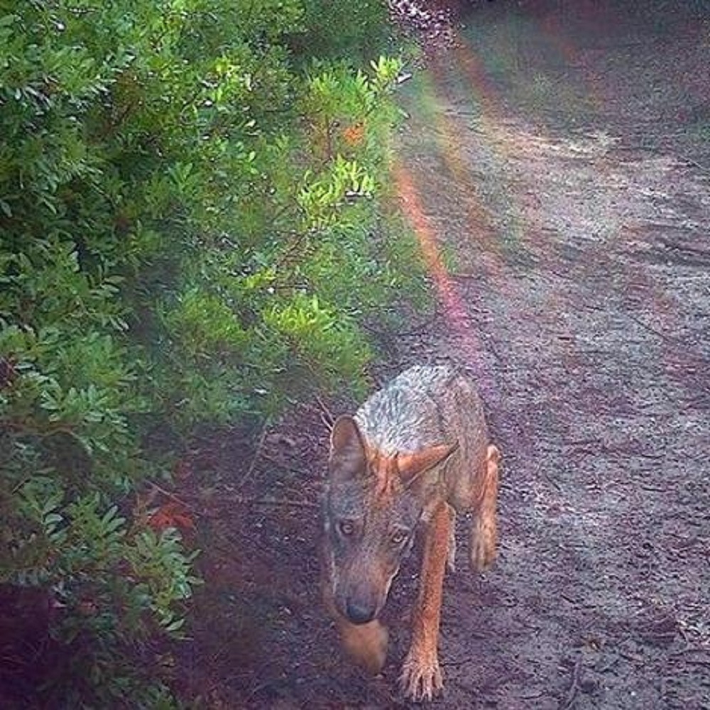 Roma, sei nuovi cuccioli di lupo in un'oasi in periferia