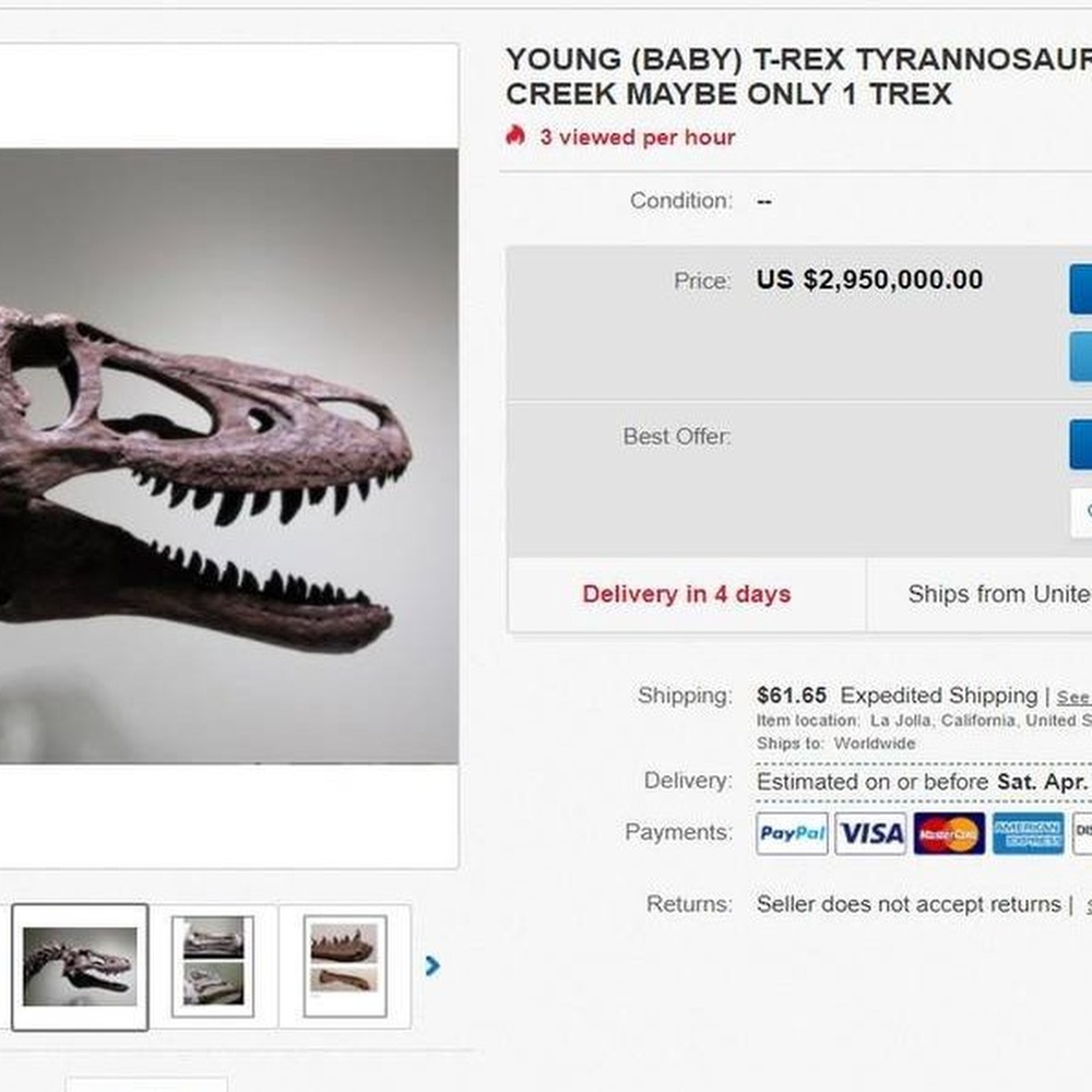 Scheletro di cucciolo di T-rex in vendita a 3 milioni di dollari
