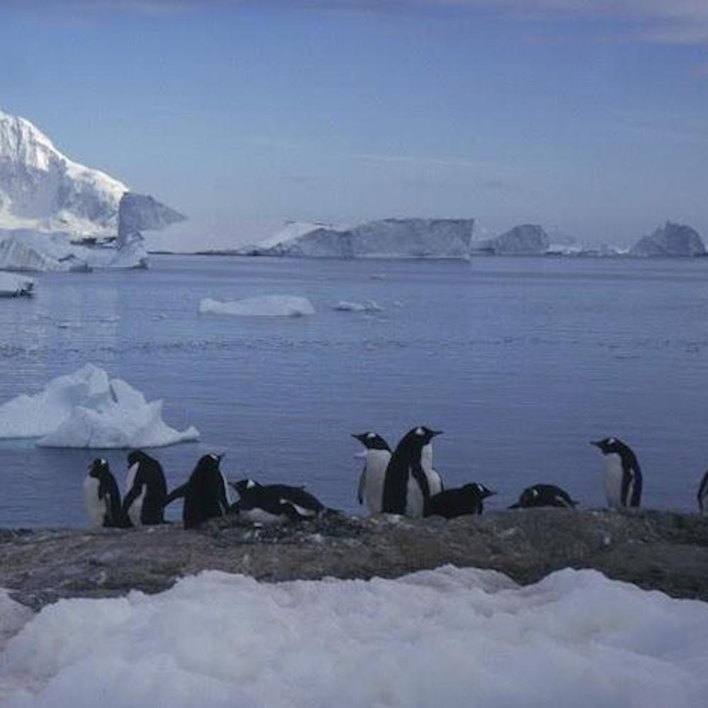 Scoperta colonia di oltre un milione e mezzo di pinguini in Antartide