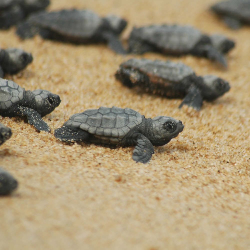 Selinunte, nate sulla spiaggia 82 tartarughe caretta caretta