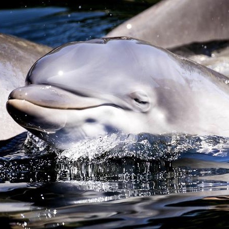 Spagna, baby delfino muore per i selfie dei bagnanti 