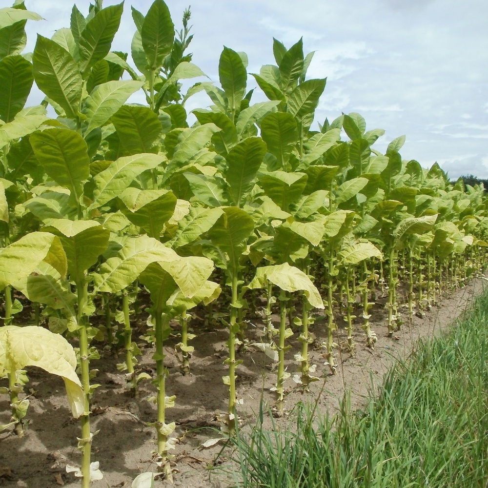 Tabacco, arrivano le piante geneticamente modificate