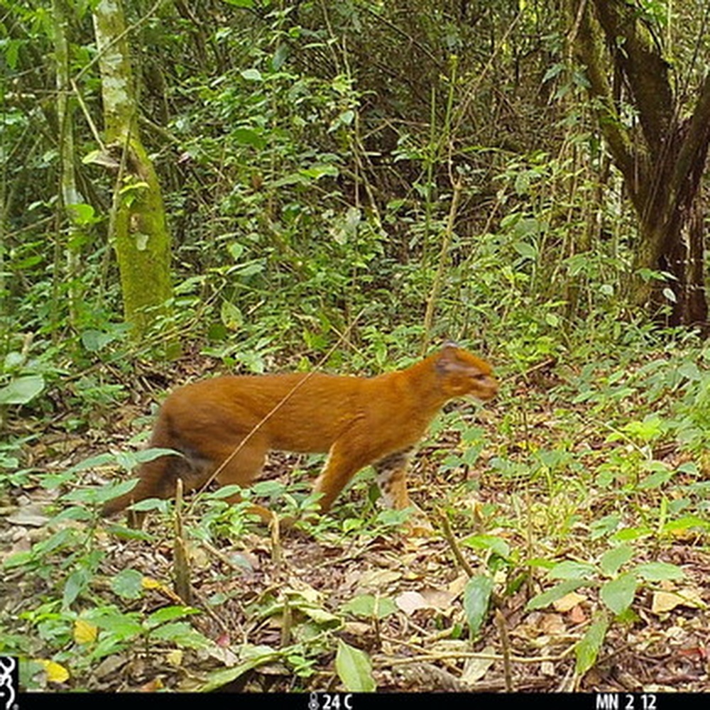 Tanzania, team di ricercatori scopre un raro gatto dorato