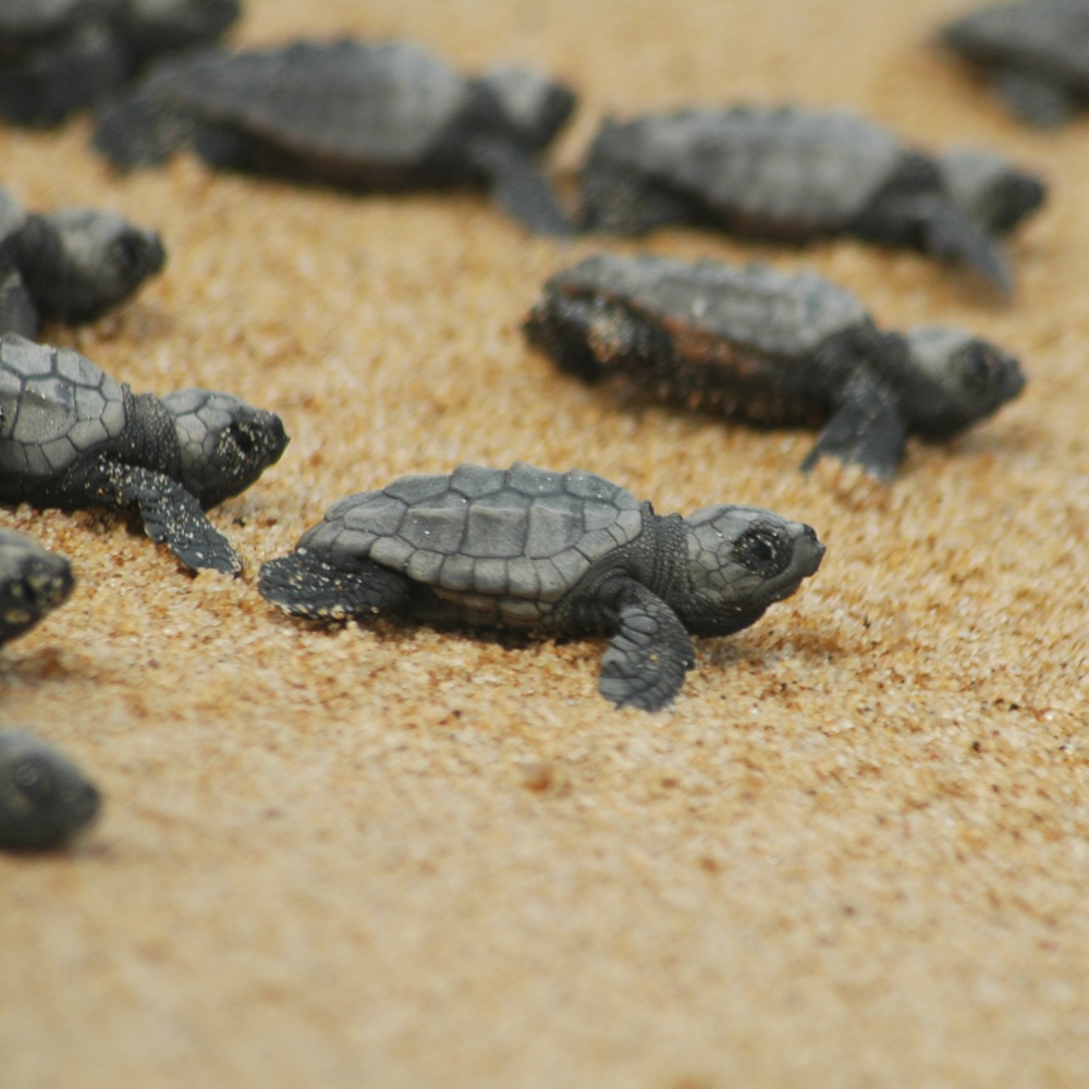 Tartaruga Caretta Caretta torna a nidificare a Lipari