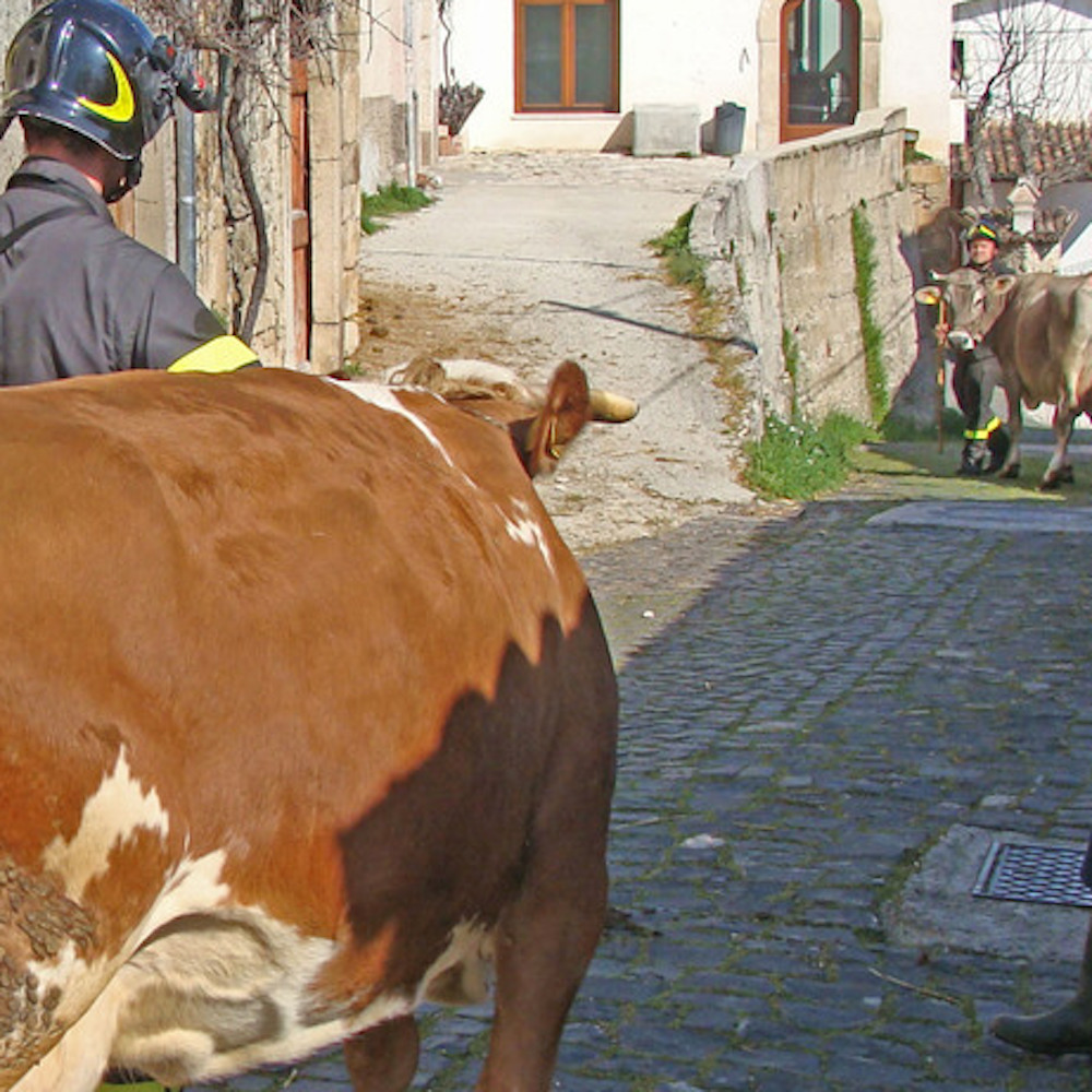 Terremoto Centro Italia, agricoltori e allevatori protesteranno con gli animali davanti alla Camera