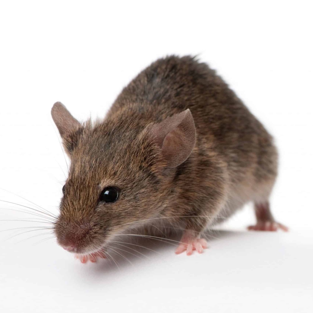 Topi tornano a vedere con iniezione di un gene nella retina