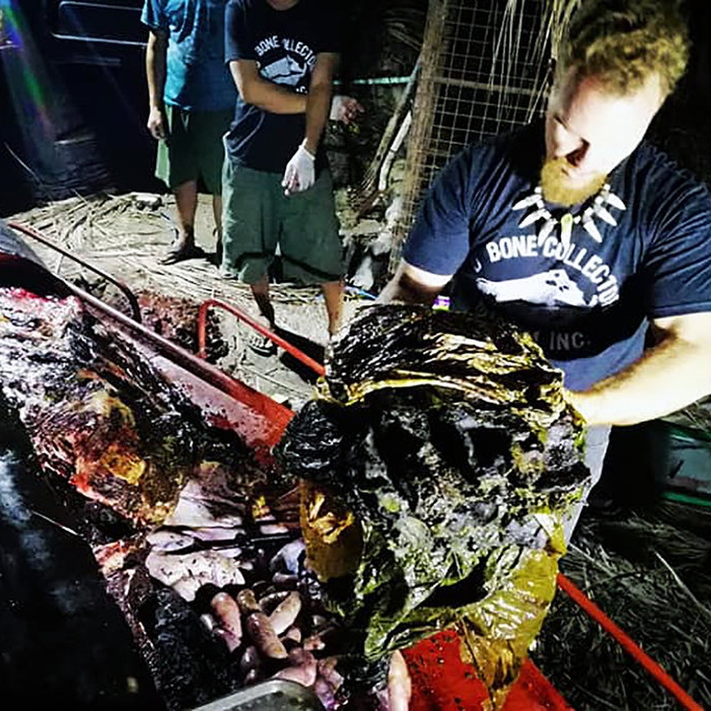 Trovata balena morta con 40 kg di plastica nello stomaco