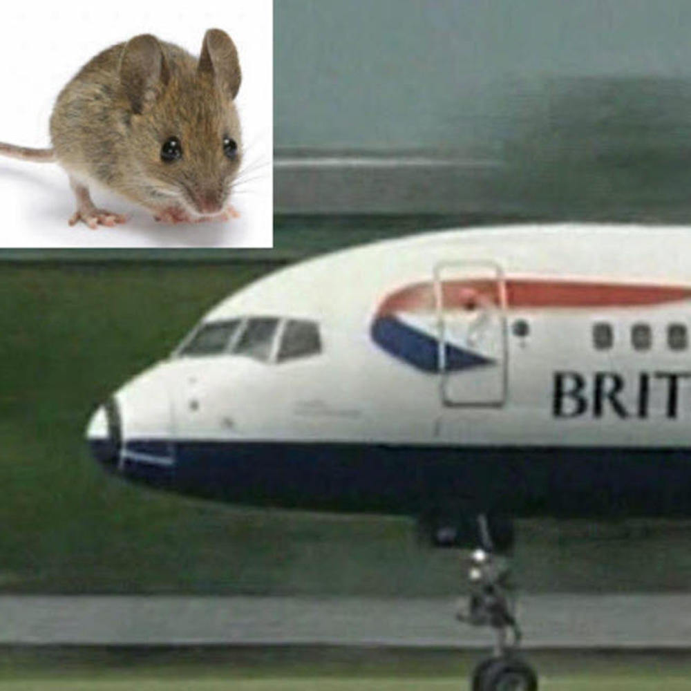 Un topo blocca un Boeing 777 in partenza da Londra
