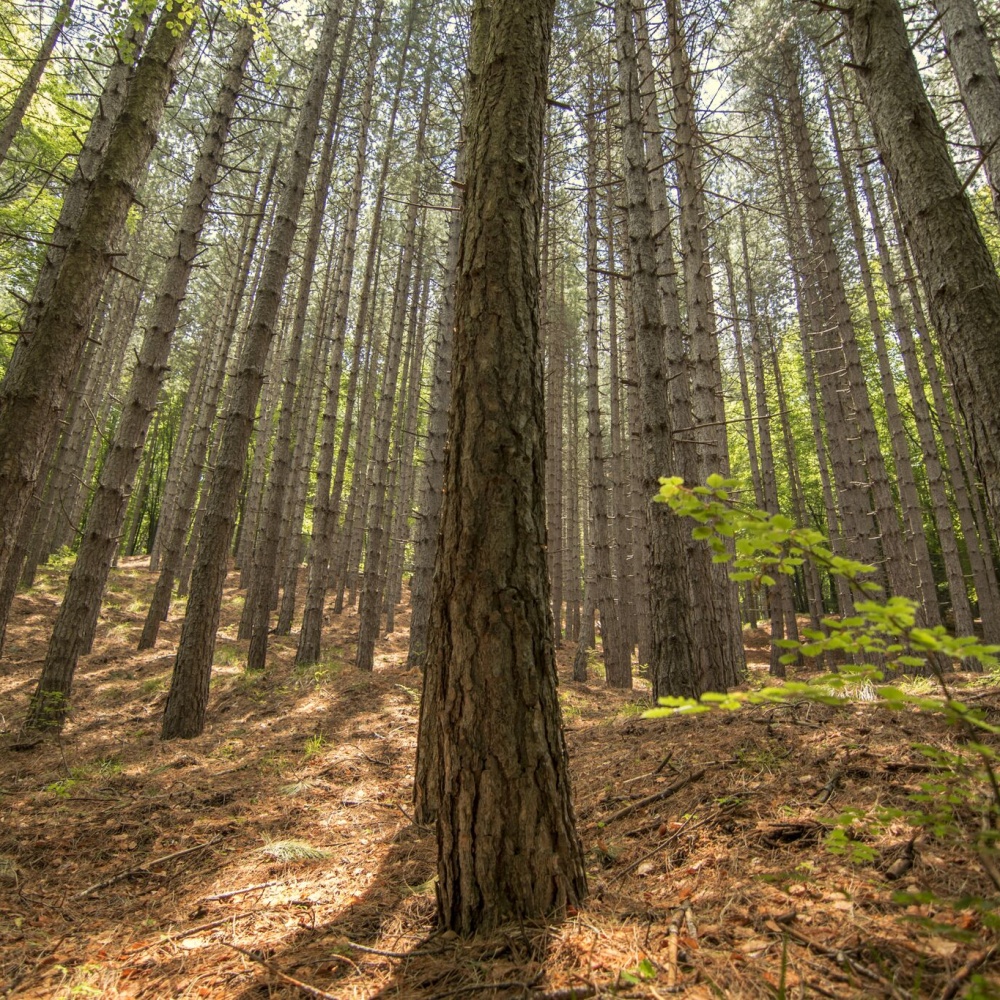 Una foresta grande come l'Inghilterra sparita nel 2018