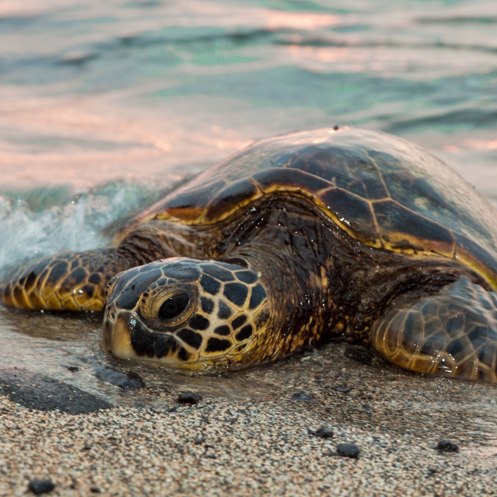 Usa, quasi duecento tartarughe marine morte di freddo