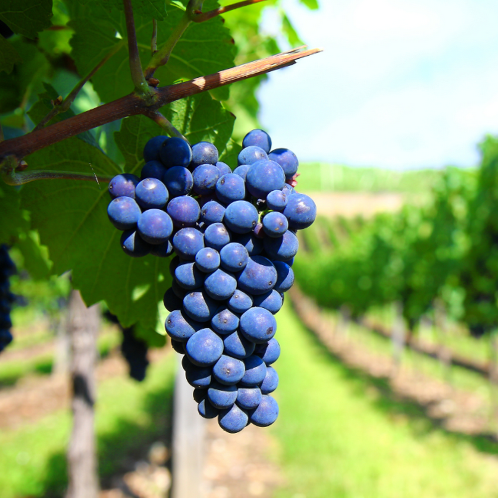 Vendemmia 2019 al via, Italia leader -10% produzione