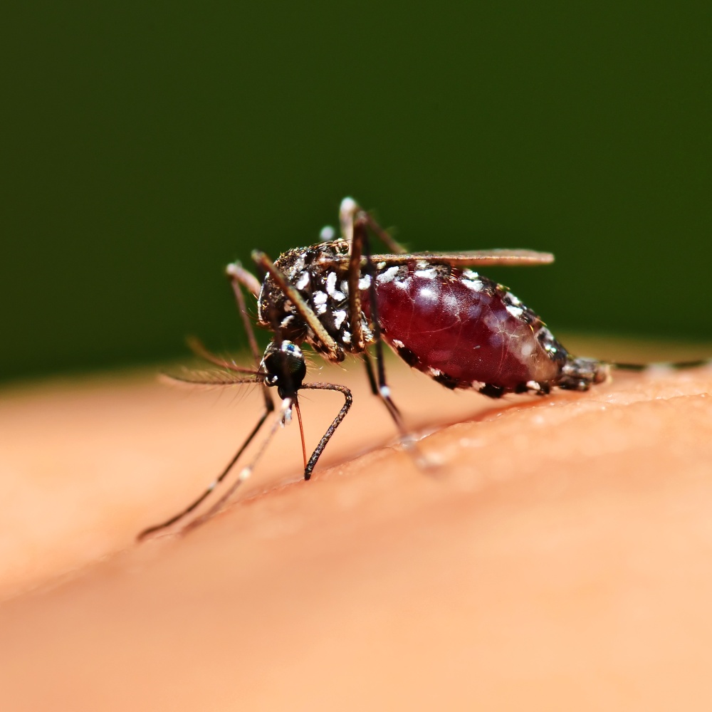 World Mosquito Day, 725 mila vittime all’anno per le zanzare