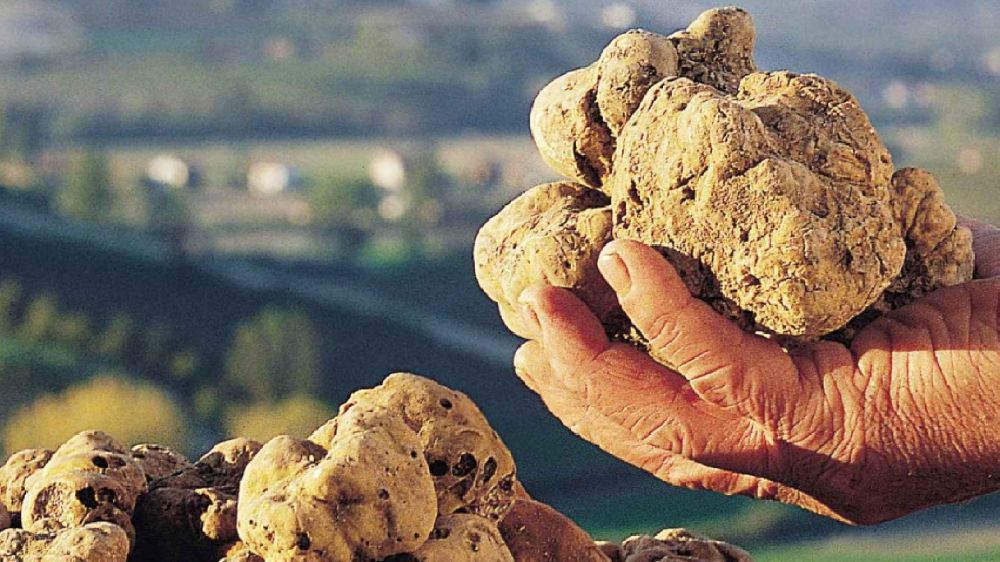 Al via la stagione del tartufo bianco, prezzi in calo del 5%