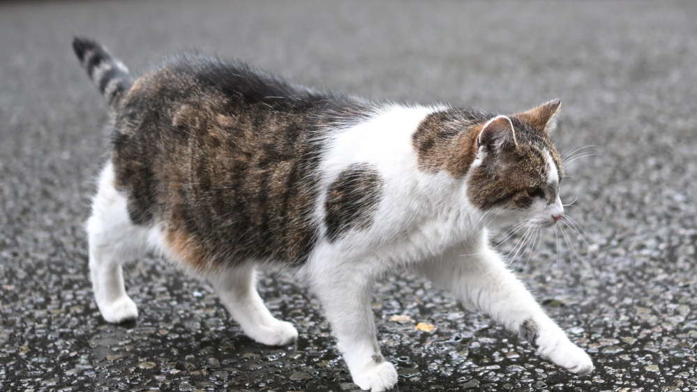 Anche cani e gatti soffrono il caldo torrido, dobbiamo proteggerli da afa e colpi di calore