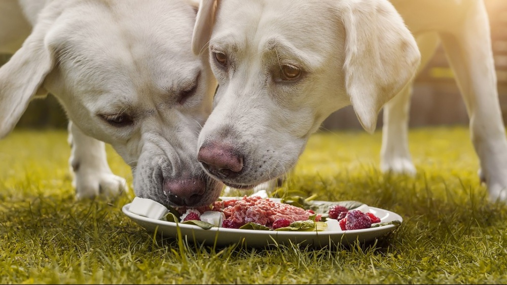Arrivano le diete vegane per i cani, secondo uno studio sono più sane di quelle a base di carne
