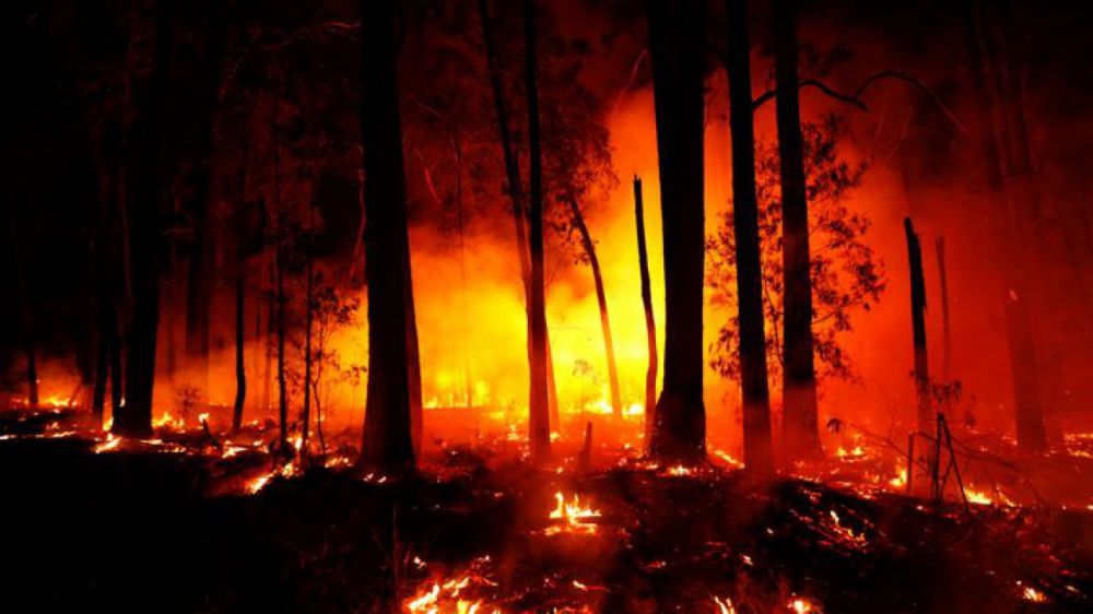 Australia, bruciato un quinto delle foreste