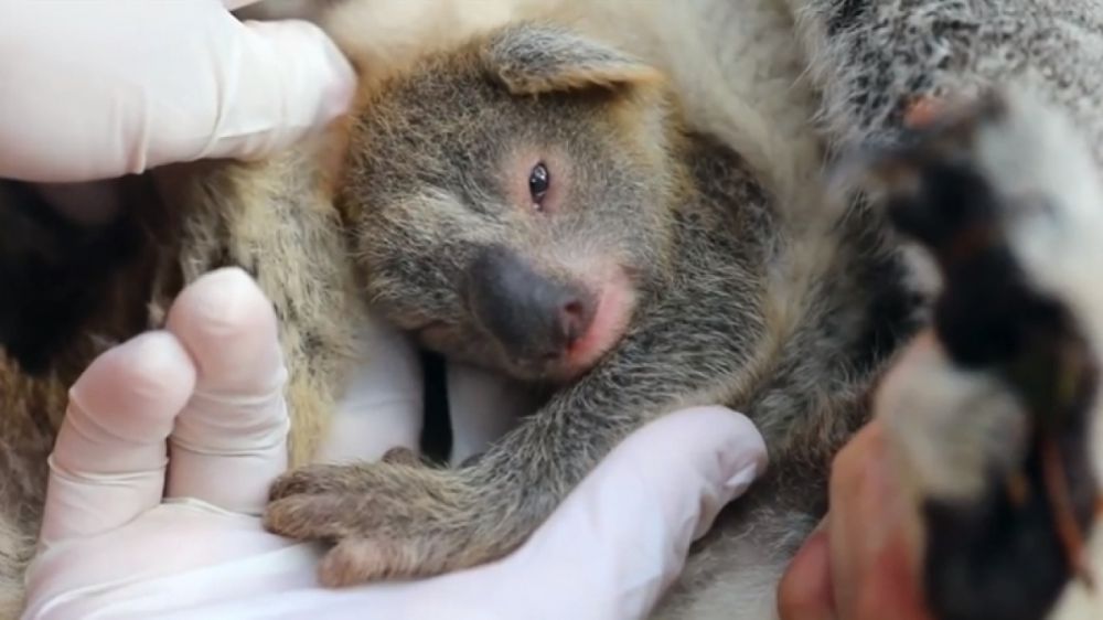 Australia, ecco Ash, il primo koala nato dopo i devastanti incendi