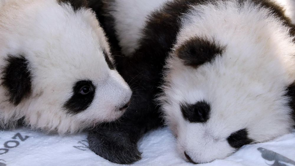 I due cuccioli di panda dello Zoo di Berlino hanno un nome