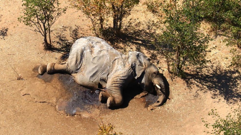 Botswana, morti oltre 350 elefanti, le cause sono un mistero