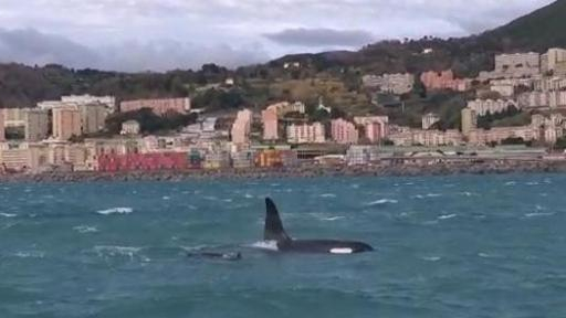 Branco di orche avvistato davanti al porto di Genova