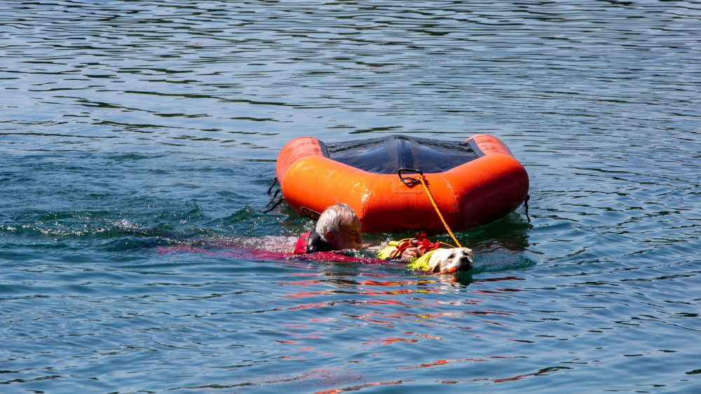 Cani eroi si tuffano in acqua e salvano 5 persone tra Sicilia e Lazio