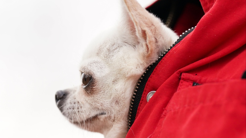 Cani: il Chihuahua è il più longevo, può vivere fino a 20 anni