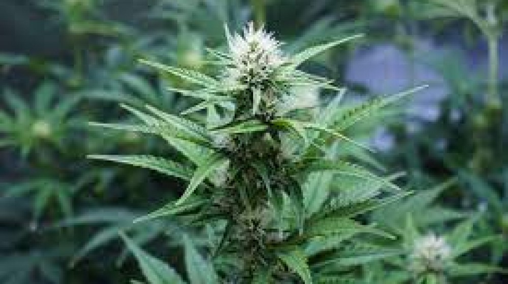Cannabis, da ora in avanti si potrà coltivare in casa