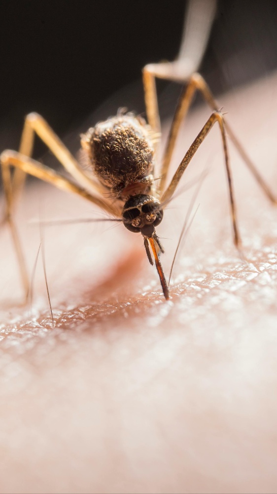 Caso di malaria autocrona a Verona, gli esperti: "