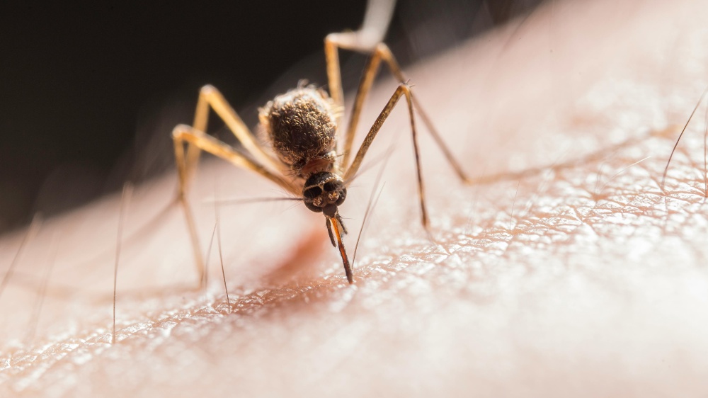 Caso di malaria autocrona a Verona, gli esperti: "